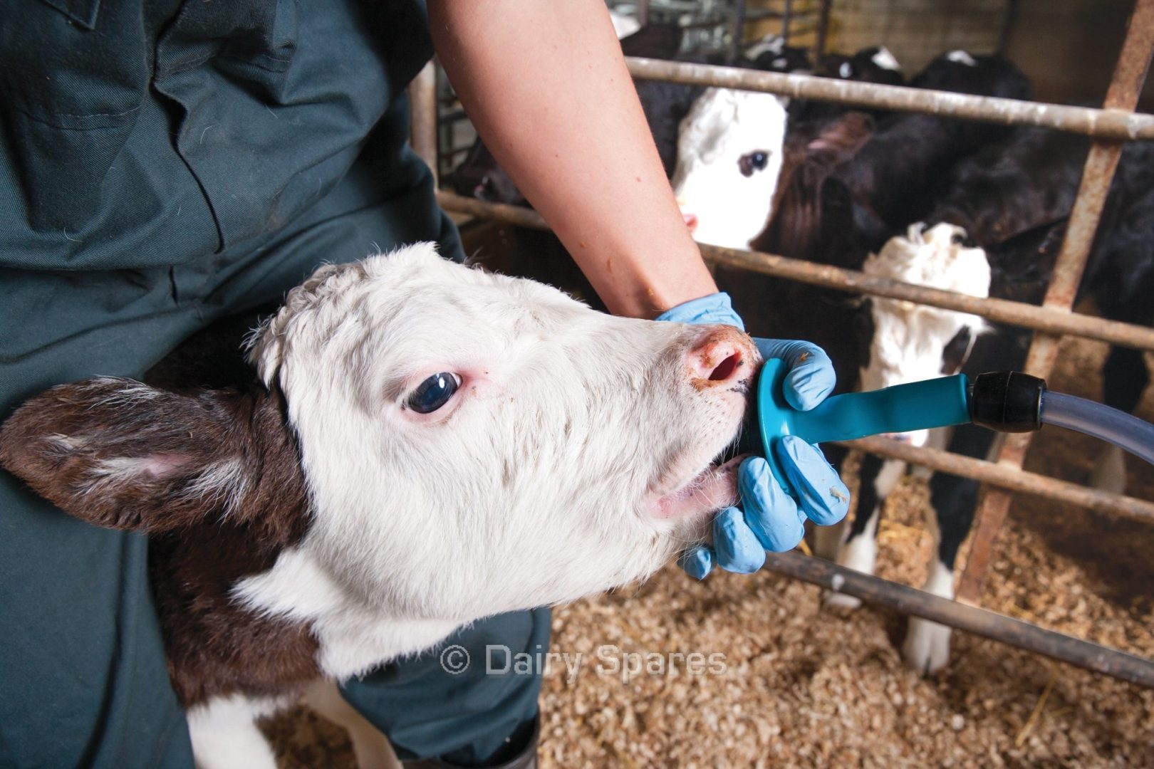 Stress Free Calf Tube Feeding Dairy Spares