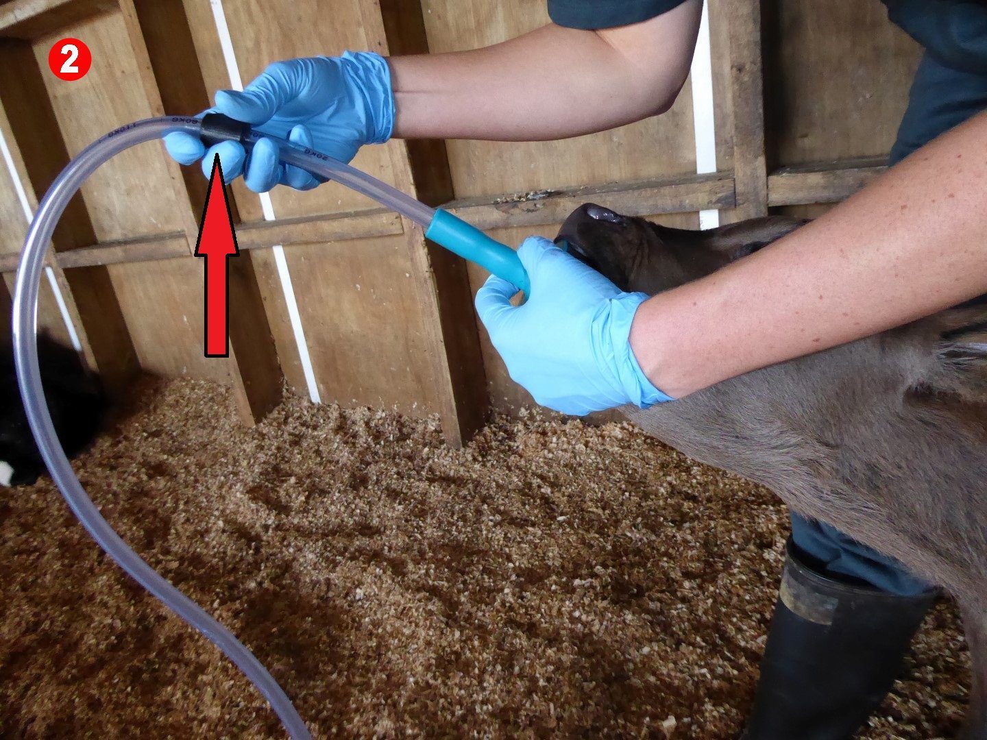 Trusti Tuber Calf Feeding Starter Kit ANT01A Dairy Spares