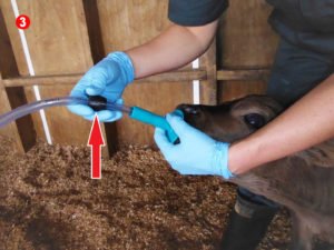 New colostrum-feeding kit is kinder to calves, and safer and easier to use