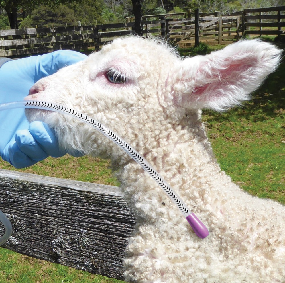Lamb and Kid Goat Colostrum Feeder Trusti Tuber 